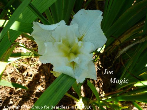 Ice Magic (1)
